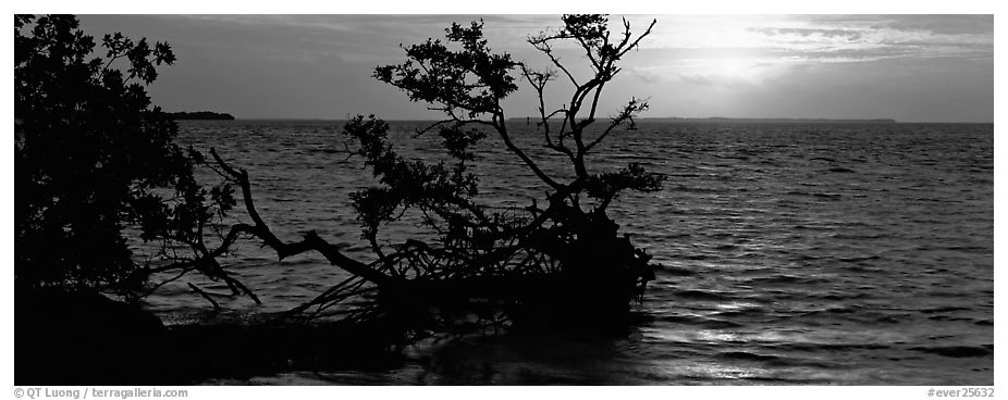 Mangroves and sunrise over Florida Bay. Everglades National Park (black and white)