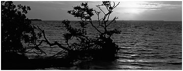 Mangroves and sunrise over Florida Bay. Everglades  National Park (Panoramic black and white)