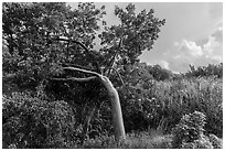 Gumbo limbo tree, Chekika. Everglades National Park, Florida, USA. (black and white)