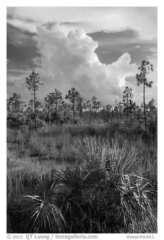 Palmetto, pines, and summer afternoon clouds. Everglades National Park (black and white)