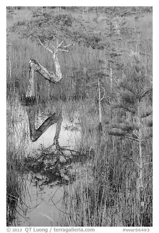 Old cypress shaped like letter Z. Everglades National Park, Florida, USA.