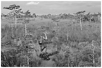 Cypress landscape with Z-tree. Everglades National Park, Florida, USA. (black and white)