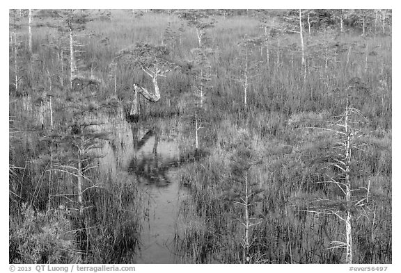 Dwarf cypress and N-shaped tree. Everglades National Park (black and white)