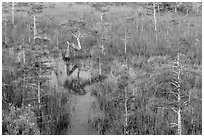 Dwarf cypress and N-shaped tree. Everglades National Park ( black and white)