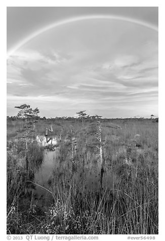 Rainbow over dwarf cypress grove. Everglades National Park, Florida, USA.