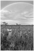 Rainbow over dwarf cypress grove. Everglades National Park, Florida, USA. (black and white)