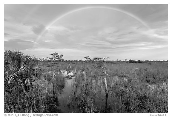 Double rainbow over dwarf cypress forest. Everglades National Park (black and white)