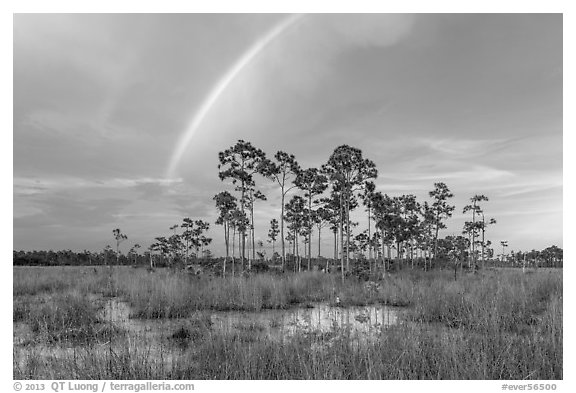 Rainbow over pine trees near Mahogany Hammock. Everglades National Park (black and white)