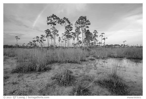 Pine trees and rainbow in summer. Everglades National Park (black and white)