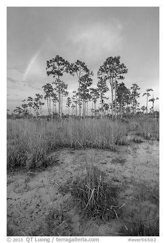 Pine trees and rainbow at sunset. Everglades National Park, Florida, USA.