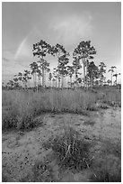 Pine trees and rainbow at sunset. Everglades National Park, Florida, USA. (black and white)