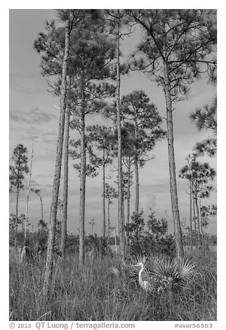 Great white heron amongst pine trees. Everglades National Park (black and white)