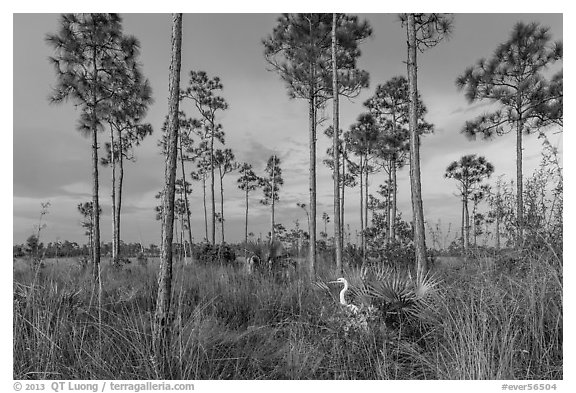Pinelands with great white heron. Everglades National Park (black and white)