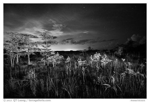 Dwarf cypress at night, Pa-hay-okee. Everglades National Park (black and white)