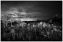 Dwarf cypress at night, Pa-hay-okee. Everglades National Park, Florida, USA. (black and white)