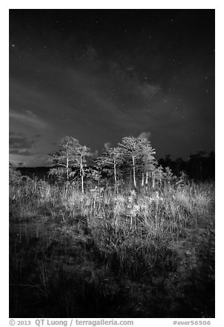 Dwarf cypress and stars at night, Pa-hay-okee. Everglades National Park, Florida, USA.