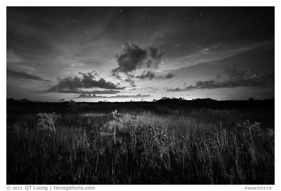 Sawgrass and dwarf cypress at night. Everglades National Park (black and white)