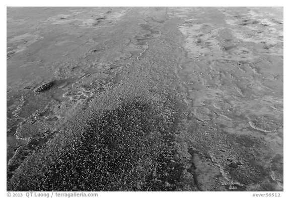 Aerial view of hardwood hammock. Everglades National Park (black and white)