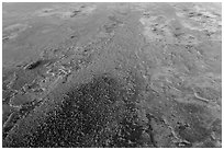 Aerial view of hardwood hammock. Everglades National Park, Florida, USA. (black and white)