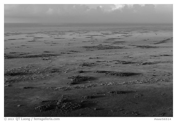Aerial view of Shark River Slough. Everglades National Park (black and white)