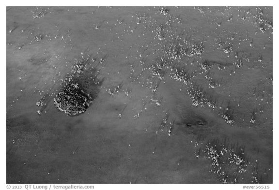 Aerial view of cypress trees and a cypress dome. Everglades National Park (black and white)