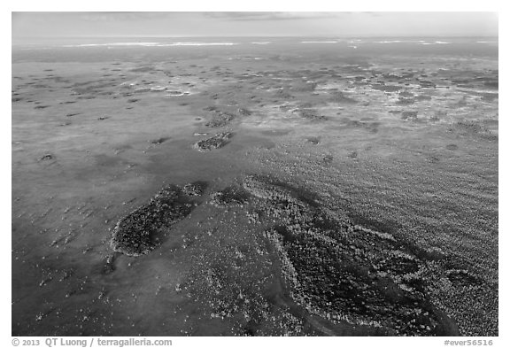 Aerial view of marsh with cypress. Everglades National Park (black and white)