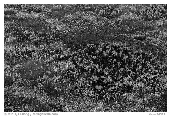 Aerial view of pine trees. Everglades National Park, Florida, USA.