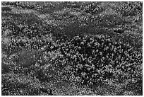 Aerial view of pine trees. Everglades National Park ( black and white)