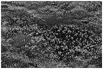 Aerial view of pine trees. Everglades National Park, Florida, USA. (black and white)