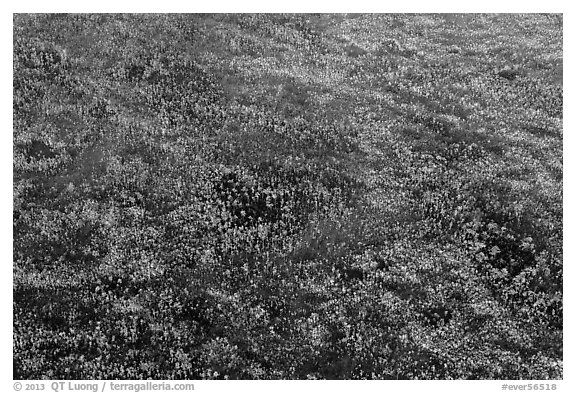 Aerial view of pineland. Everglades National Park (black and white)