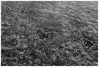 Aerial view of pineland. Everglades National Park, Florida, USA. (black and white)