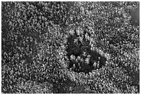 Aerial view of a cypress hole. Everglades National Park, Florida, USA. (black and white)