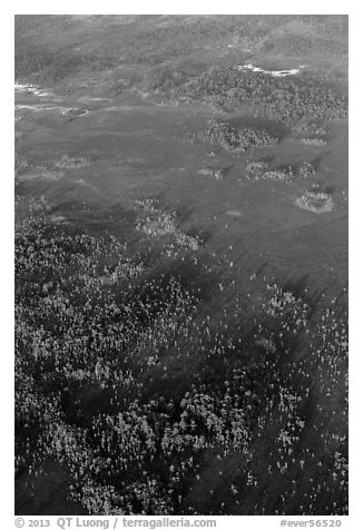 Aerial view of cypress and pines. Everglades National Park, Florida, USA.