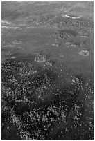 Aerial view of cypress and pines. Everglades National Park ( black and white)