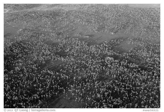 Aerial view of pine forest. Everglades National Park (black and white)