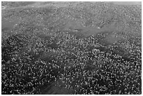 Aerial view of pine forest. Everglades National Park, Florida, USA. (black and white)