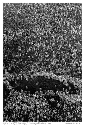 Aerial view of cypress forest. Everglades National Park (black and white)