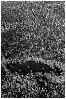 Aerial view of cypress forest. Everglades National Park, Florida, USA. (black and white)