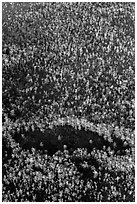 Aerial view of cypress forest. Everglades National Park, Florida, USA. (black and white)