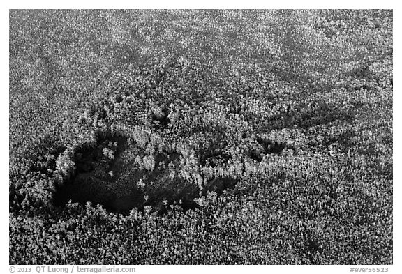 Aerial view of hole in dense cypress forest. Everglades National Park (black and white)