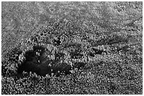 Aerial view of hole in dense cypress forest. Everglades National Park, Florida, USA. (black and white)