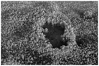 Aerial view of cypress hole. Everglades National Park, Florida, USA. (black and white)