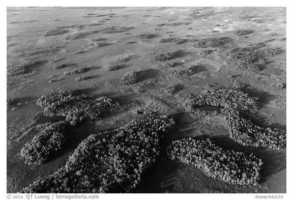 Aerial view of hammocks and fog. Everglades National Park (black and white)