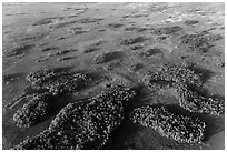 Aerial view of hammocks and fog. Everglades National Park ( black and white)