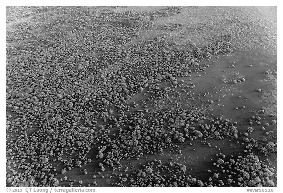 Aerial view of mangroves. Everglades National Park (black and white)