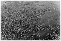 Aerial view of mangroves. Everglades National Park, Florida, USA. (black and white)