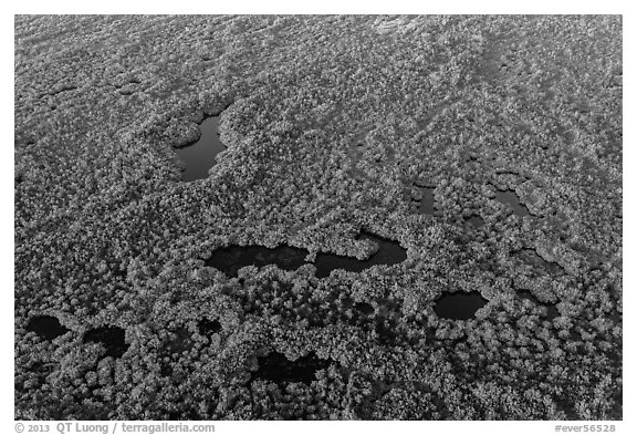 Aerial view of mangroves and ponds. Everglades National Park (black and white)