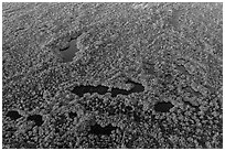 Aerial view of mangroves and ponds. Everglades National Park, Florida, USA. (black and white)