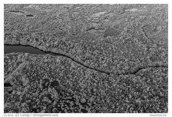 Aerial view of river and mangroves. Everglades National Park (black and white)