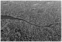 Aerial view of river and mangroves. Everglades National Park, Florida, USA. (black and white)